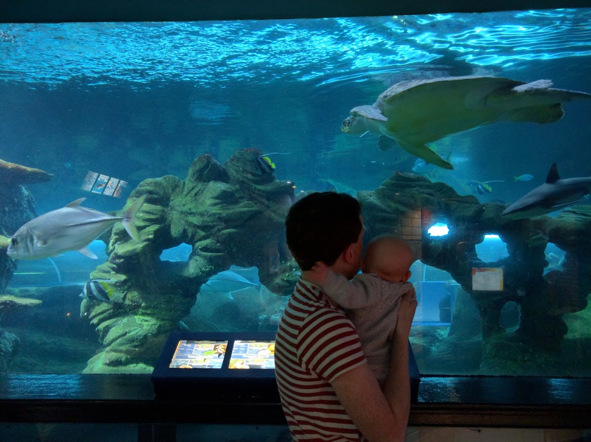 Oceanarium — photo 2